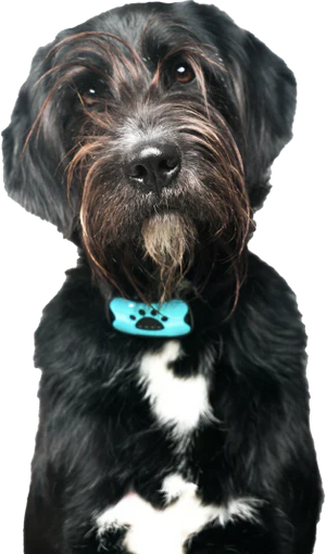 Hund