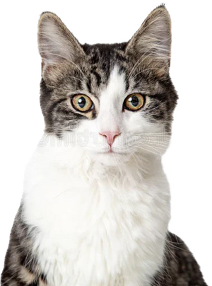 Katze