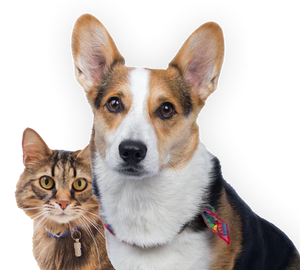 Hund und Katze zusammen, Haustierkollektion JC Pets Startseite